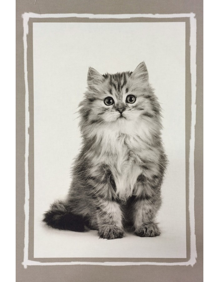 pitkäkarvainen kissa