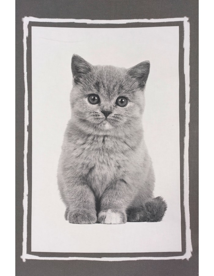 lyhytkarvainen kissanpentu