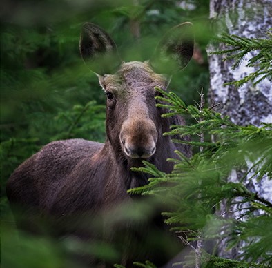 hirvikangas